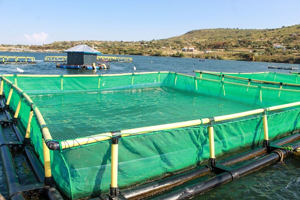 Finest Fish Farm in Africa  Bayrise - Fresh From Lake Victoria